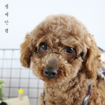 펫도매,[코코아허니] 강아지안경/사진촬영 (블랙)